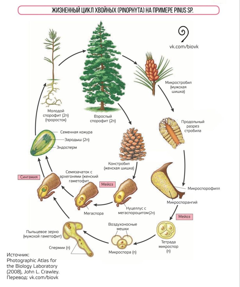 Type of gymnosperm Plants