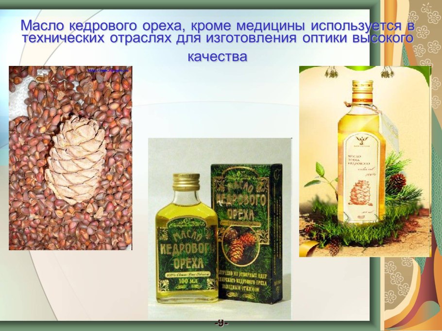 Плауновидные и Хвощевидные