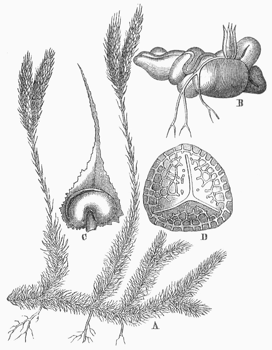 Lycopodium clavatum споры