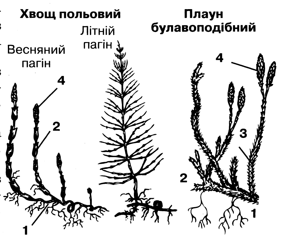Строение плауна схема