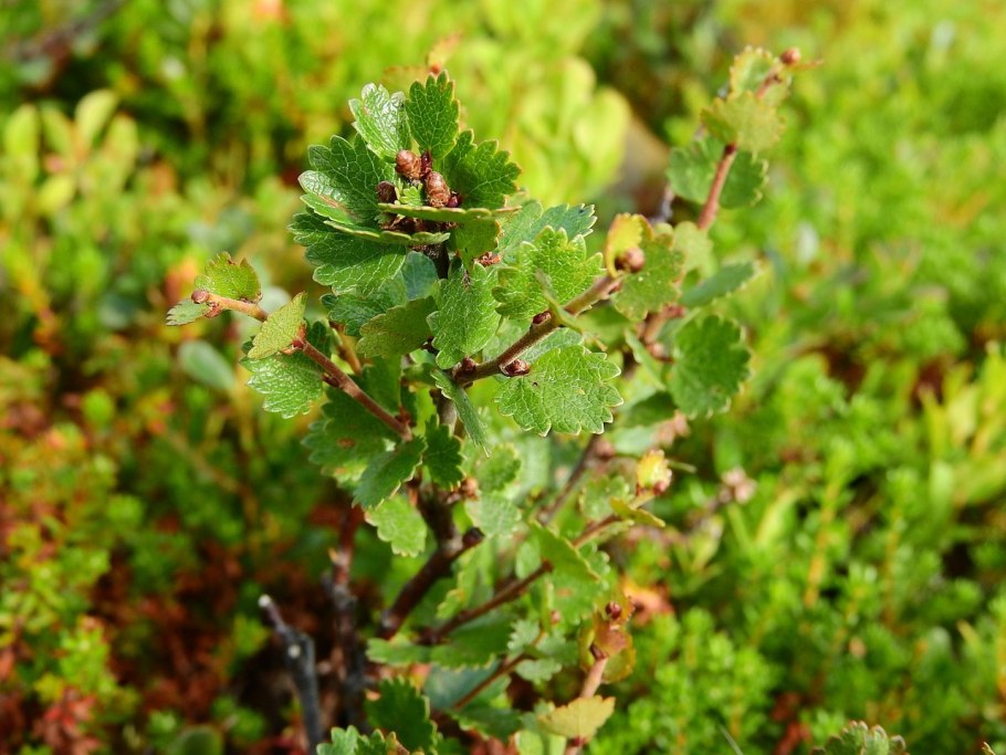 Береза карликовая Betula Nana