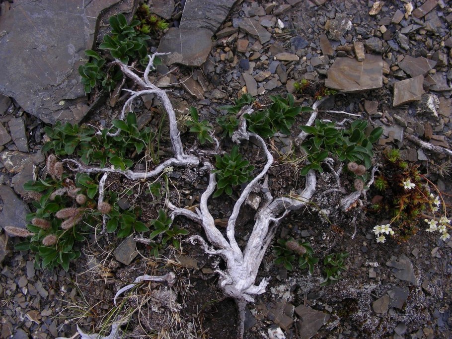 Береза карликовая Betula Nana