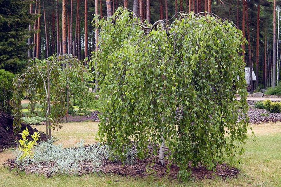 Береза повислая Юнги Betula pendula Youngii