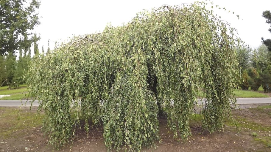 Берёза плакучая повислая