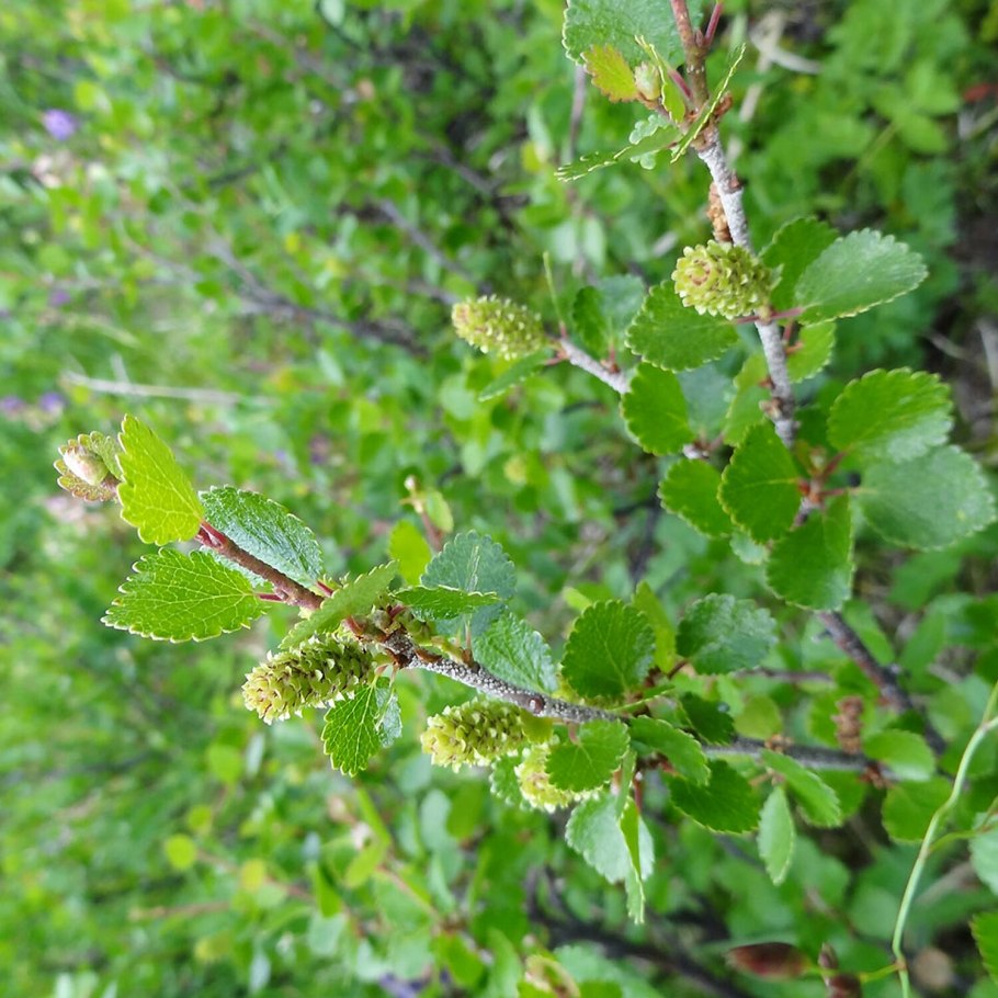 Береза карликовая Betula Nana