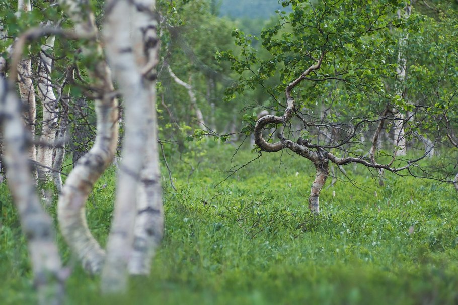 Береза карликовая Betula Nana