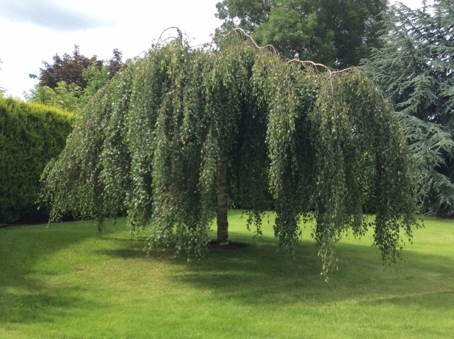Береза повислая Юнги Betula pendula Youngii