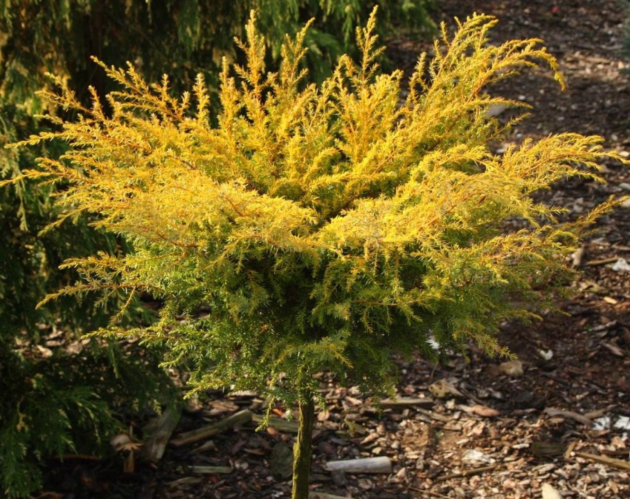 Можжевельник Голдстар