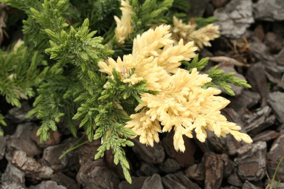 Можжевельник old Gold