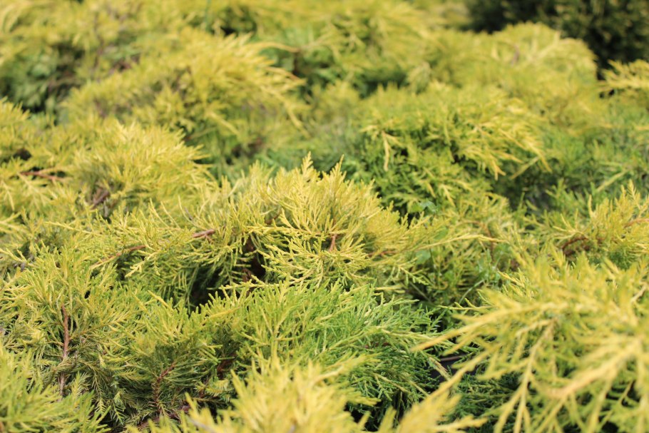 Можжевельник Голден Глоу