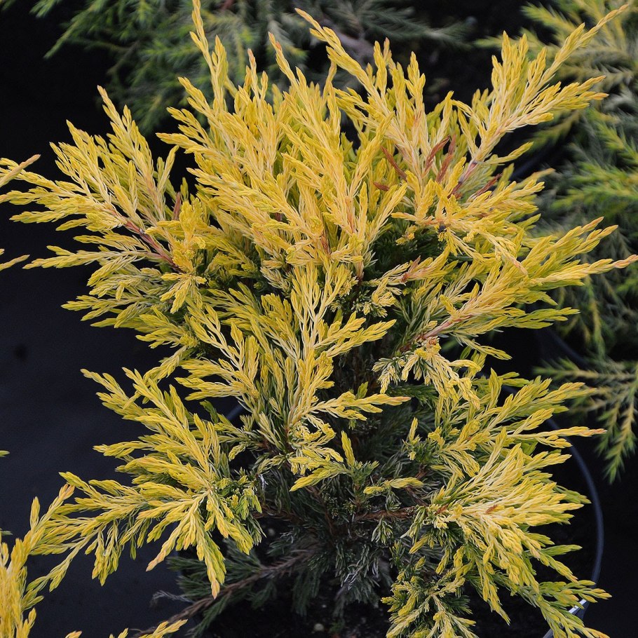 Можжевельник средний Кинг оф спринг