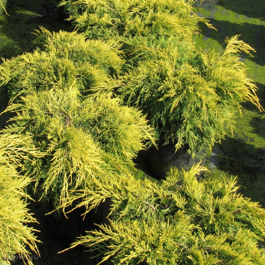 Можжевельник китайский Вариегата