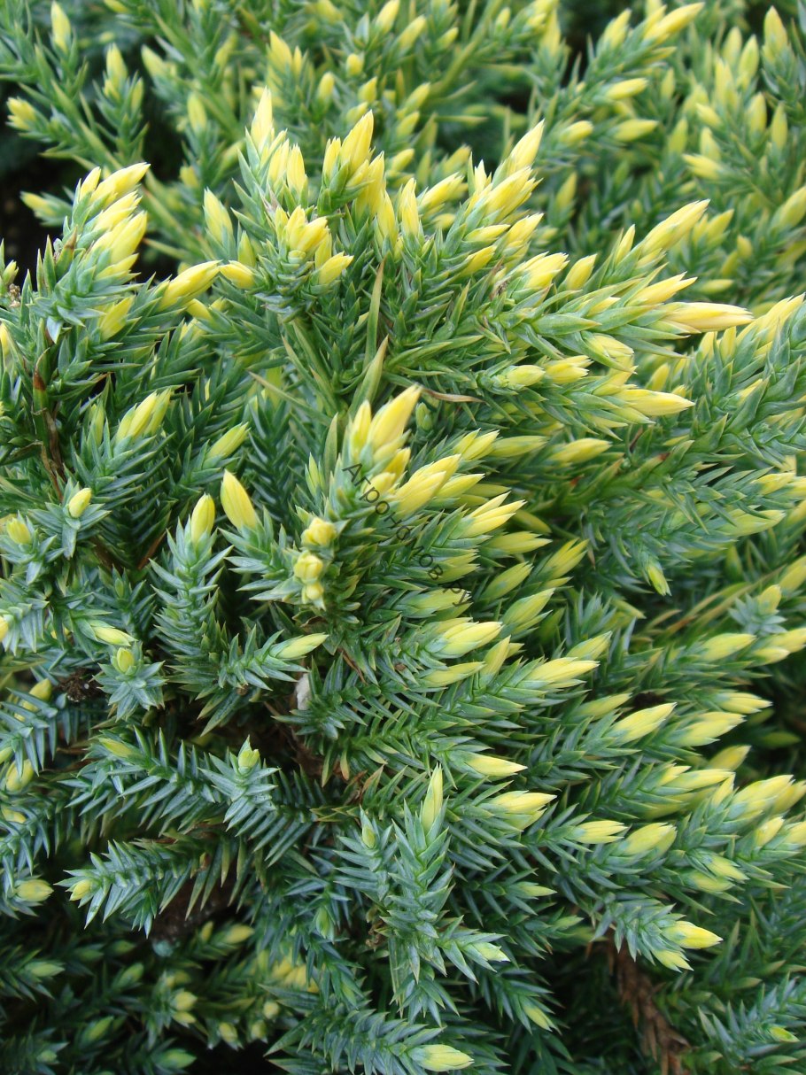 Можжевельник желтый Голден