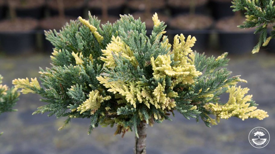 Можжевельник Депресса Ауреа