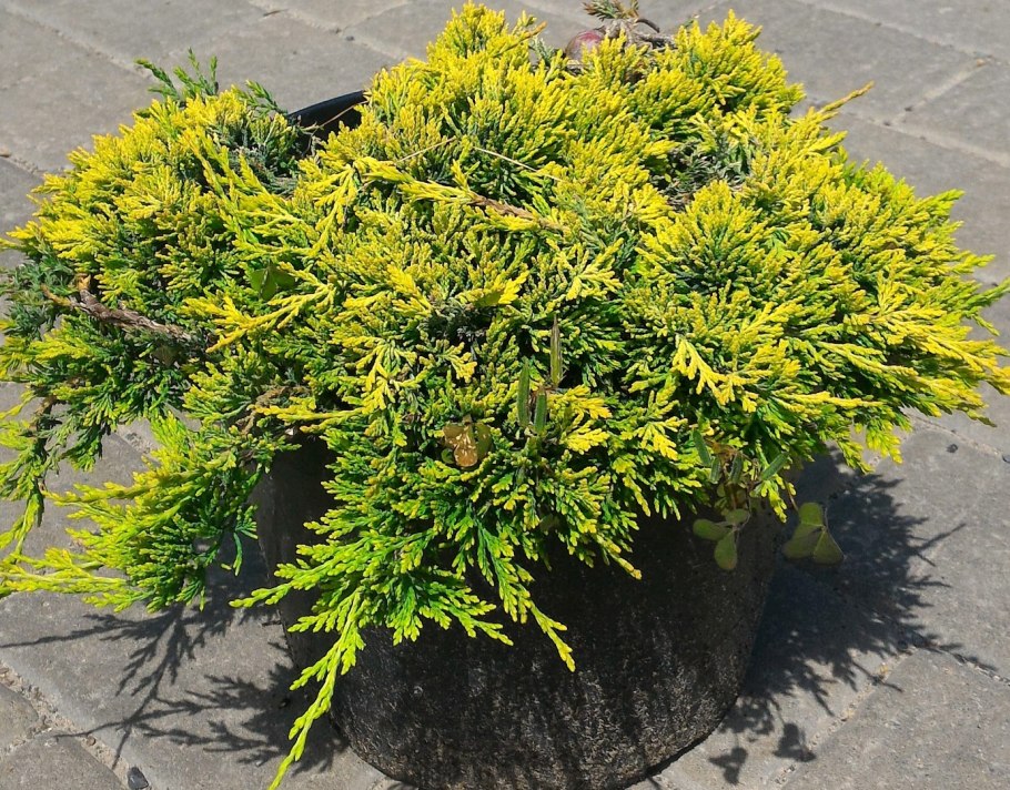 Можжевельник горный лайм Глоу