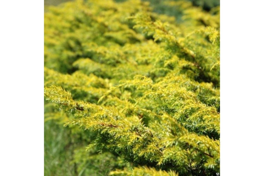 Можжевельник Goldschatz