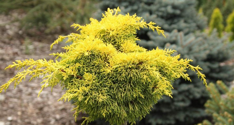 Можжевельник горизонтальный Голден карпет