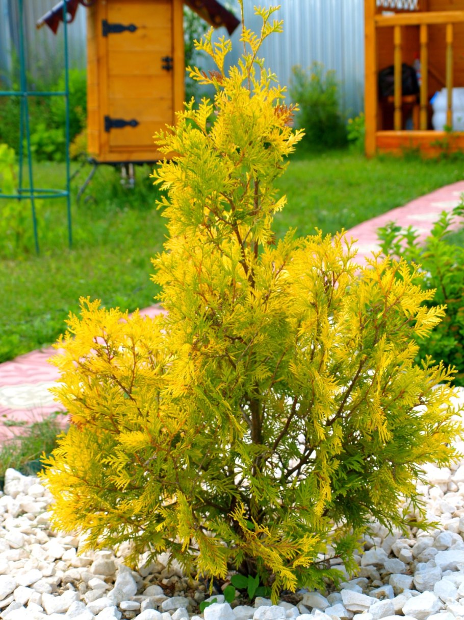 Можжевельник казацкий колючий