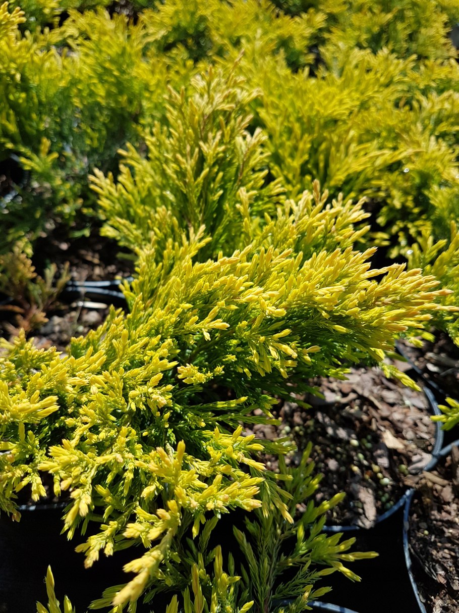 Можжевельник лайм Глоу