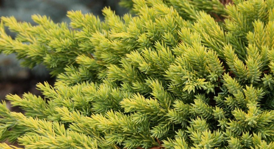 Можжевельник средний Кинг оф спринг