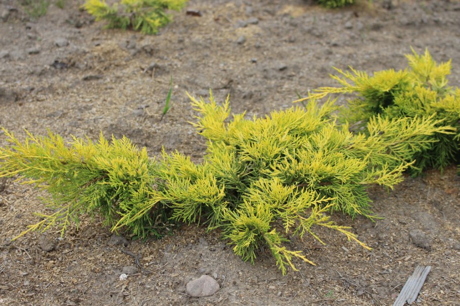 Можжевельник чешуйчатый Голден карпет