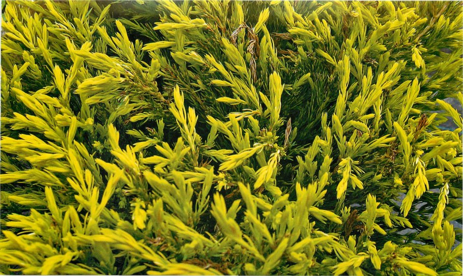 Можжевельник обыкновенный Колумнарис