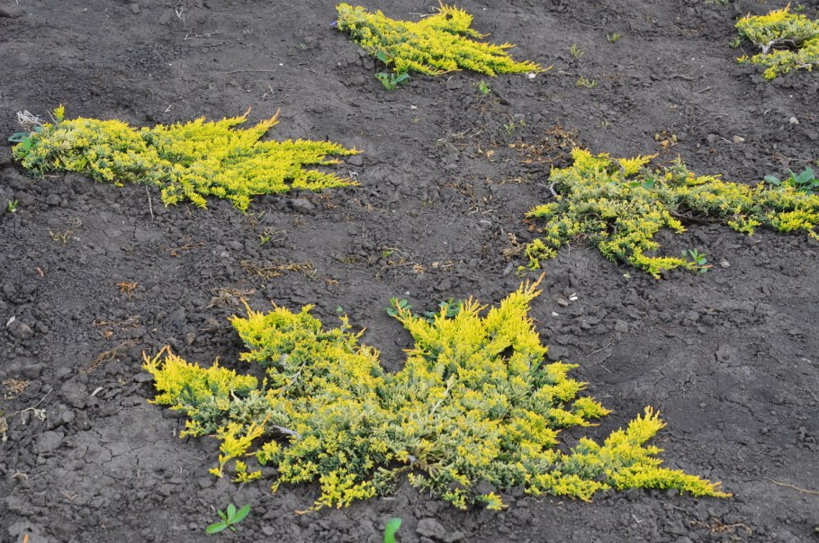 Можжевельник Прибрежный ALLGOLD