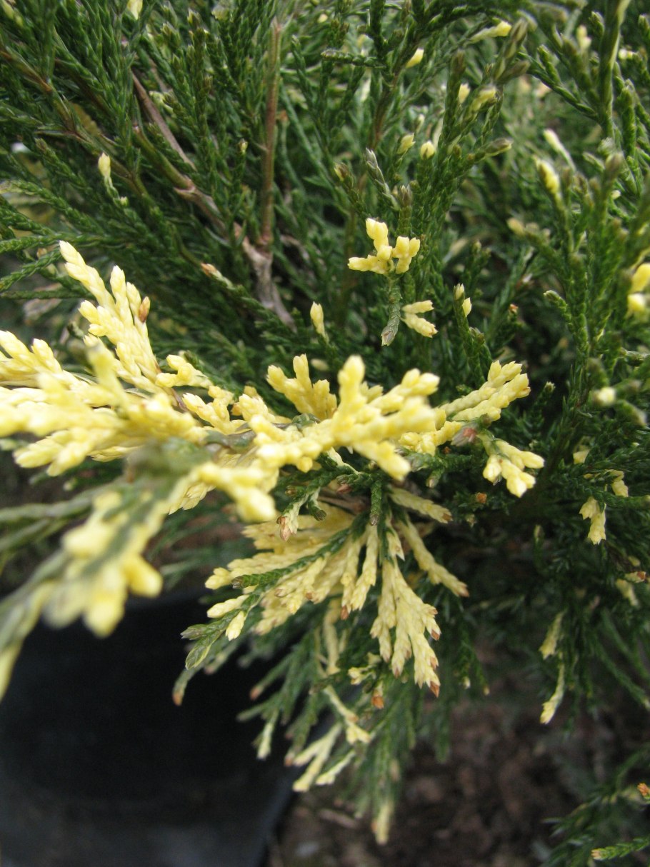 Можжевельник Кинг спринг