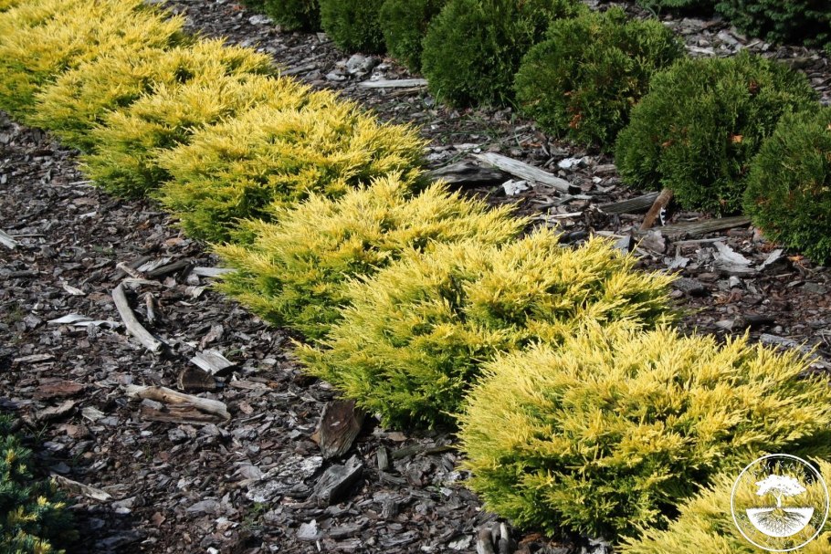 Можжевельник обыкновенный Ауреа