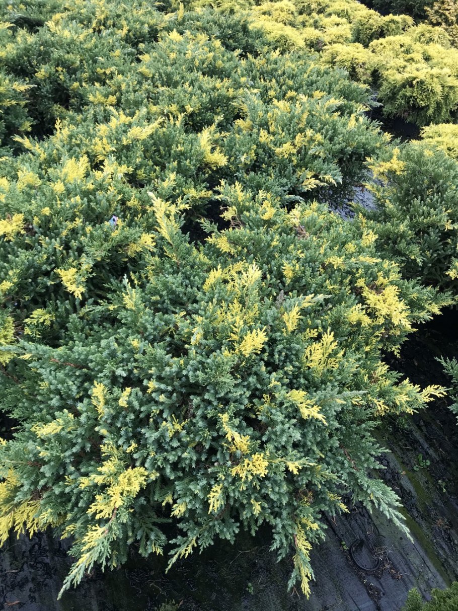 Можжевельник Плюмоза Ауреа