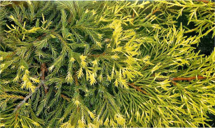 Можжевельник Плюмоза Ауреа
