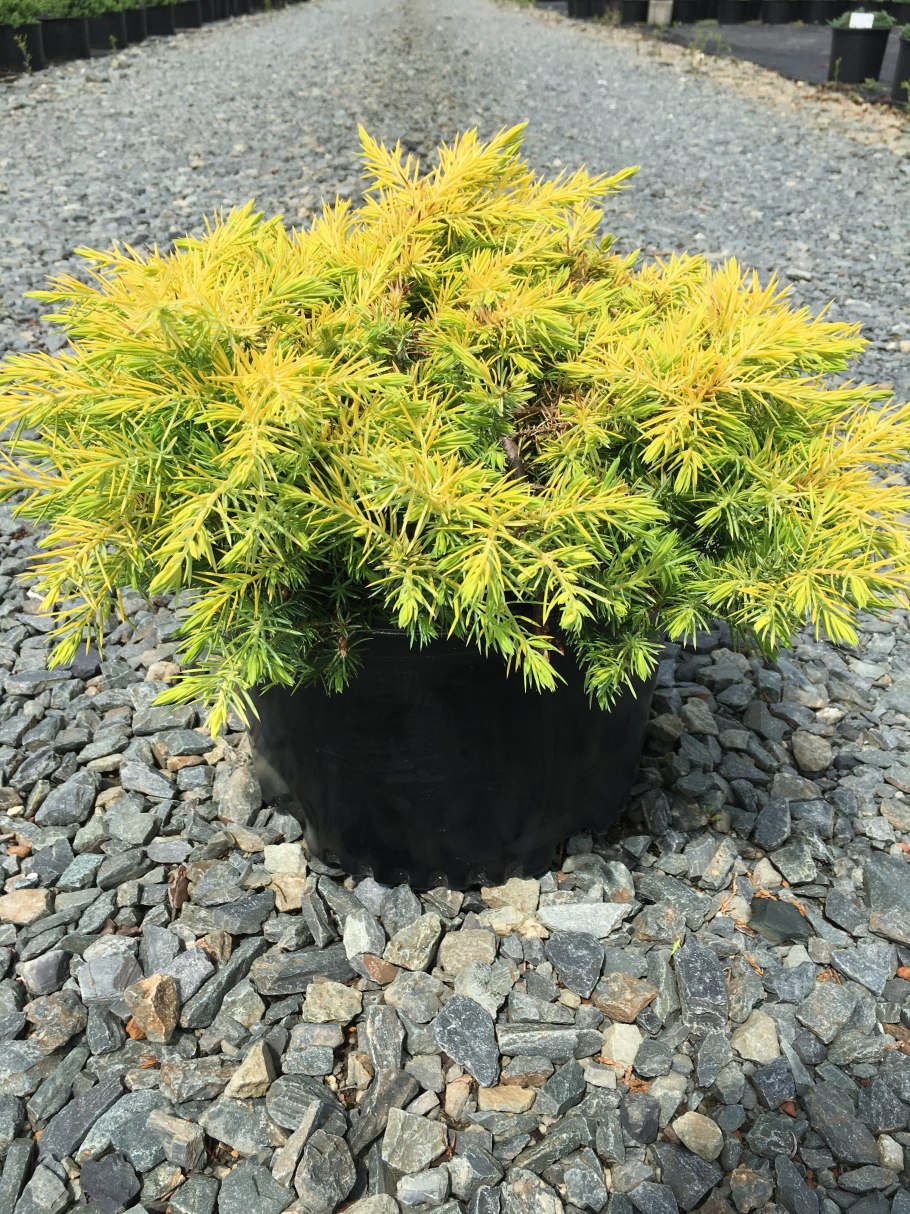 Можжевельник горный лайм Глоу