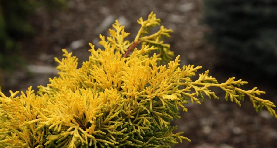Можжевельник Блю энд Голд
