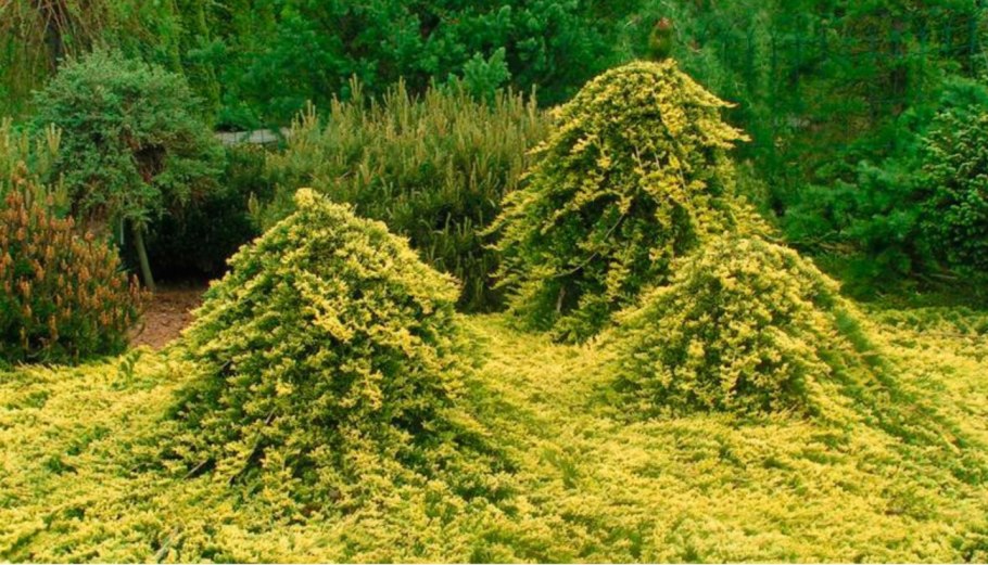 Кипарисовик лимонный