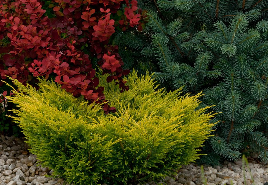 Можжевельник Juniperus horizontalis Golden Carpet