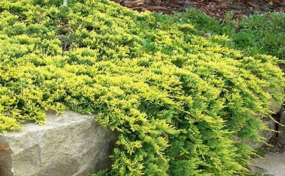 Можжевельник китайский Экспанса Вариегата