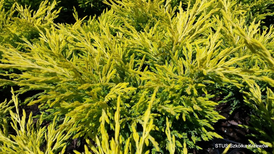 Можжевельник Голден карпет