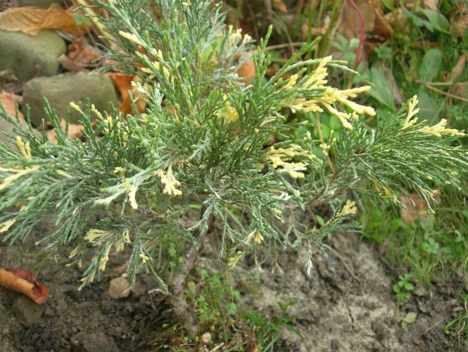 Можжевельник Пфитцериана голдкиссен