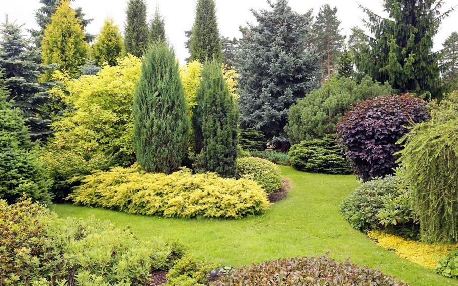 Кипарисовик горохоплодный Plumosa