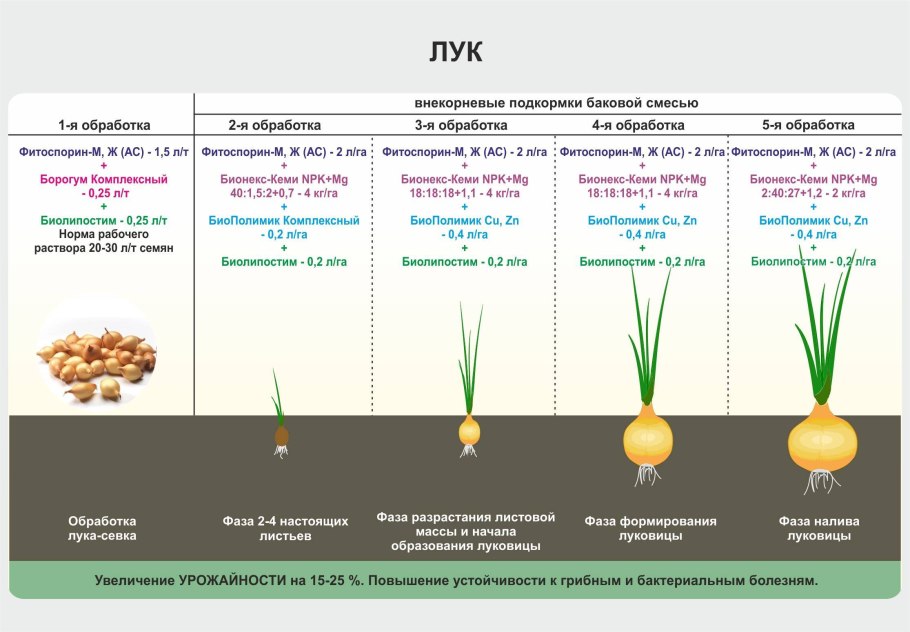 Схема посева лука репчатого