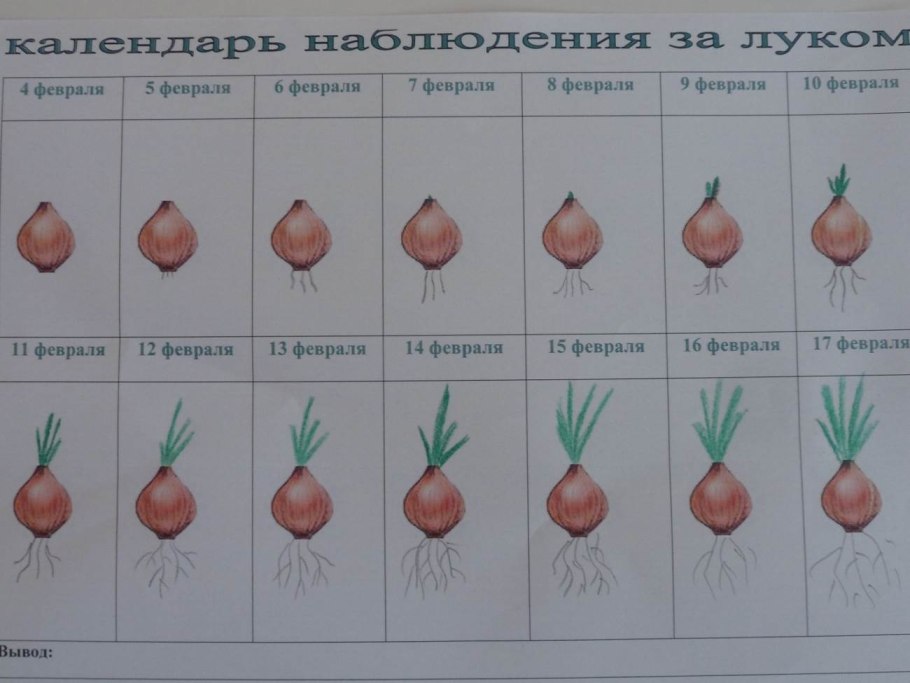 Журнал наблюдений за ростом лука в детском саду