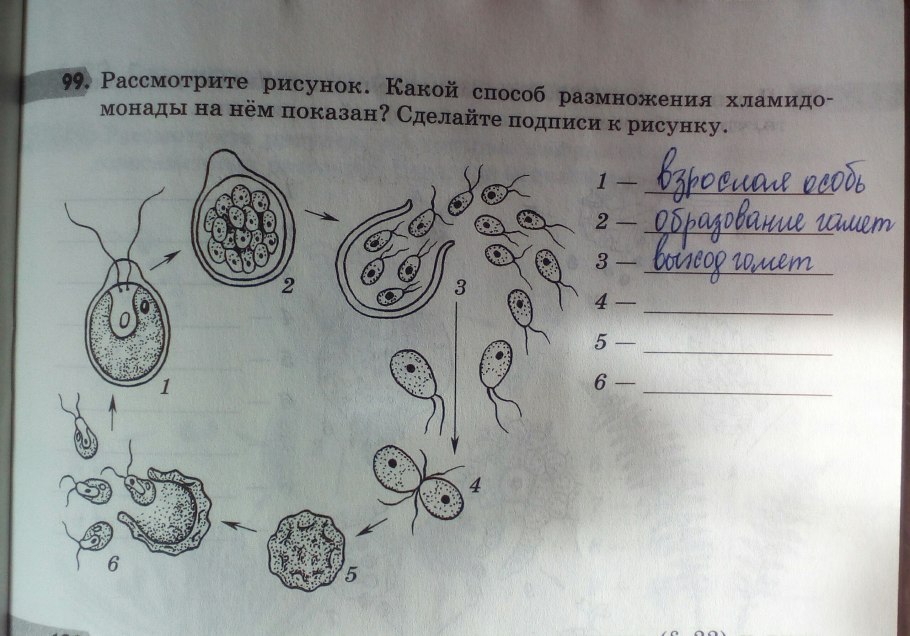 Жизненный цикл лука репчатого от семени