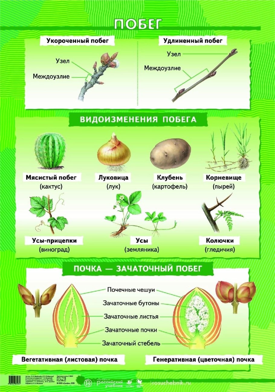 Размножение крыжовника черенками