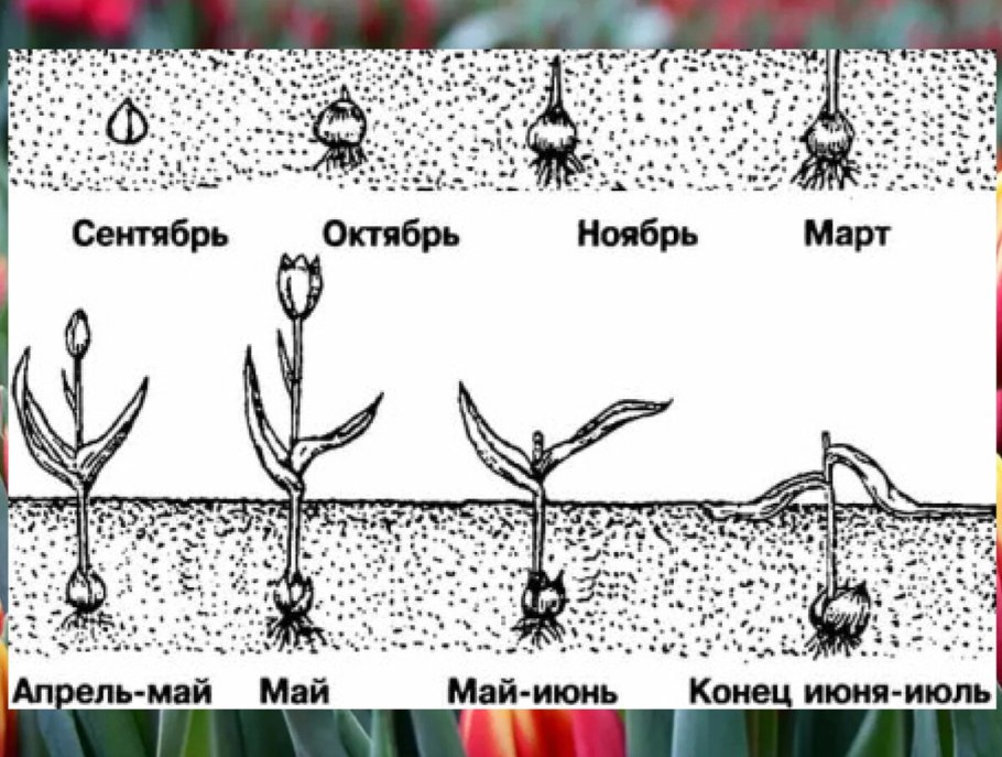 Лилии схема посадки