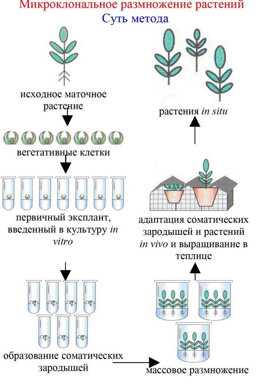 Внешнее строение луковицы репчатого лука