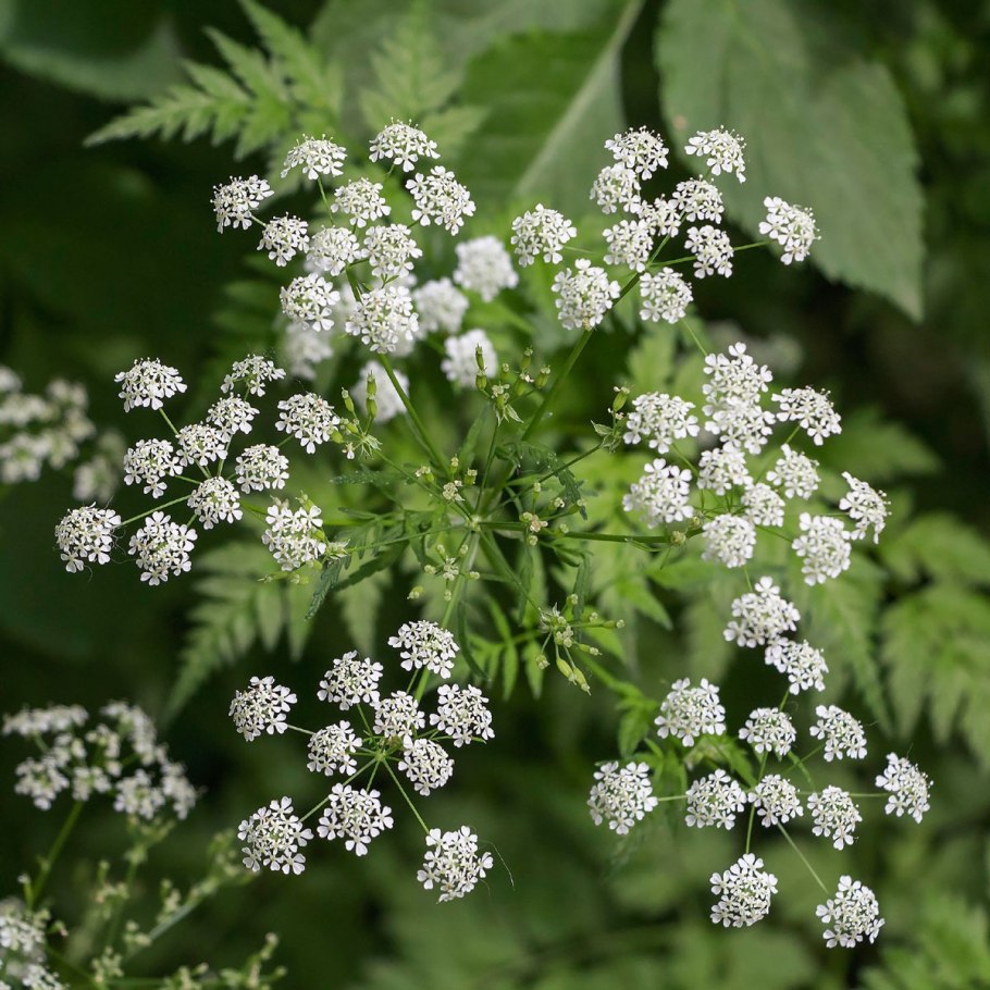 Conium maculatum болиголов пятнистый