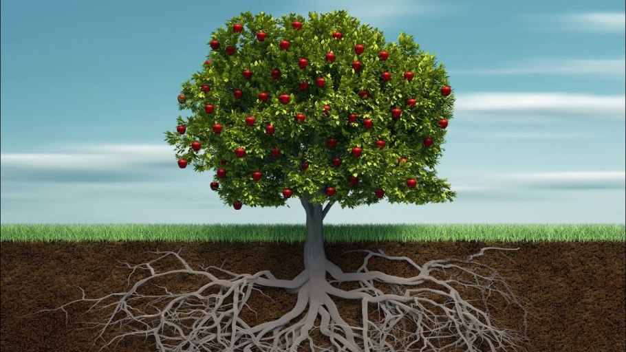 Досковидные корни вяза