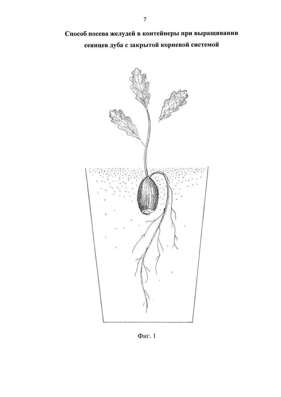 Тип корневой системы у дуба