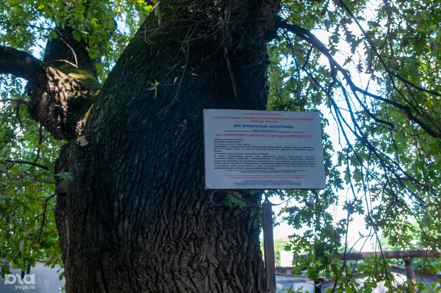 Дуб черешчатый Дубрава