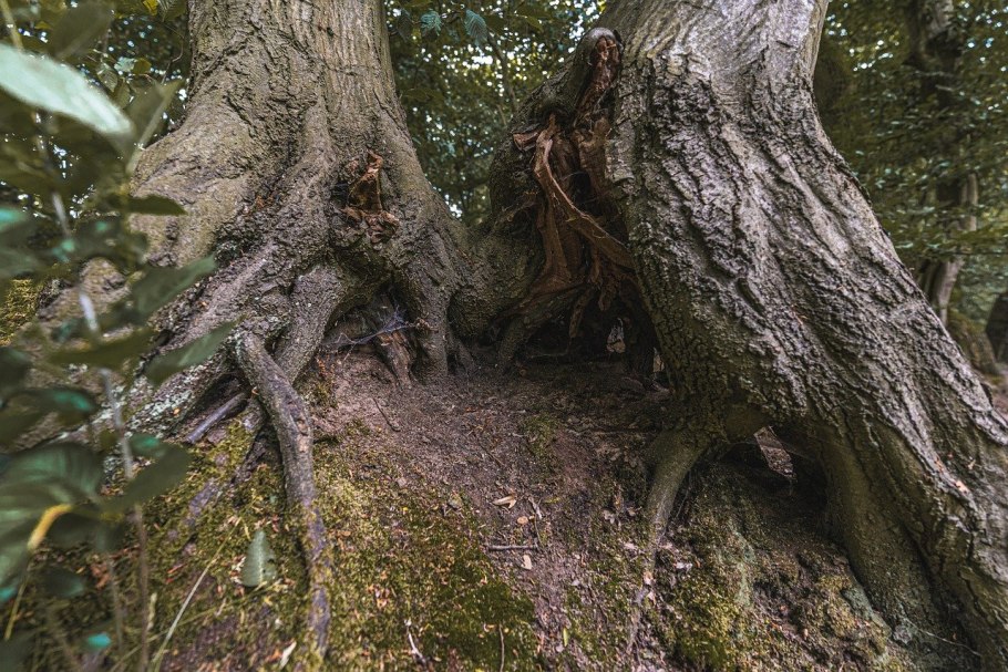 Дуб черешчатый диаметр кроны